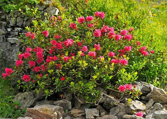 Rose Apt- Y By Interhome Apartament Wengen