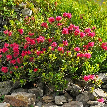 Rose Apt- Y By Interhome Apartment Wengen